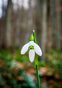 Close-up of white flowering plant