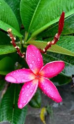 Close-up of wet pink flower