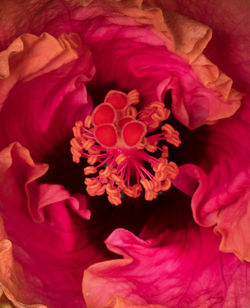 Close-up of flowers