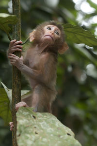 Cute monkeys and where they life in nature