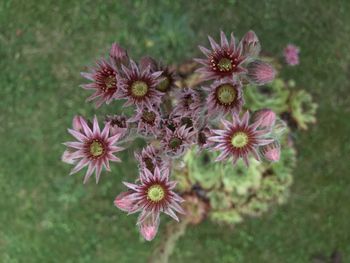 Close-up of pink flowering plant leaves