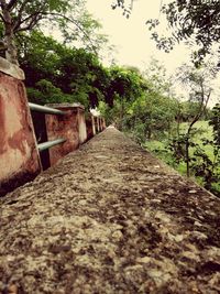Footpath amidst trees against sky