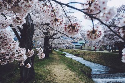 Cherry blossoms in spring