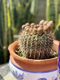 Close-up of potted plant