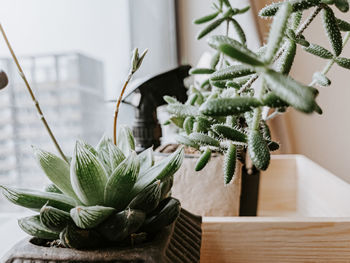 Close-up of succulent plant on table at home