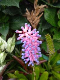 Close-up of flowers blooming outdoors