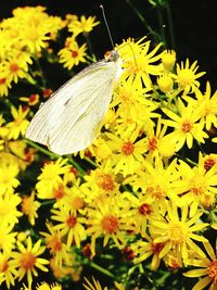 Close-up of butterfly pollinating flower