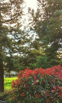 Red flowers growing on tree