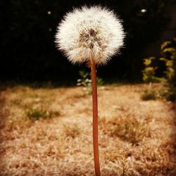 dandelion