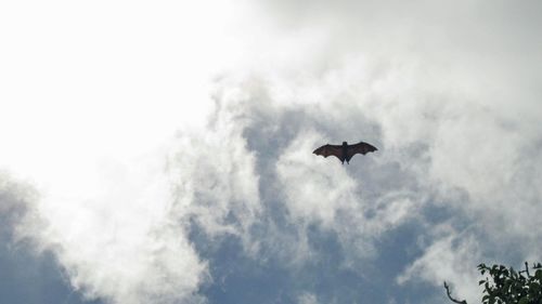 Low angle view of bird flying in sky
