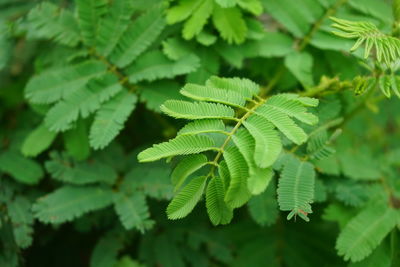 Close-up of fern leaves on tree