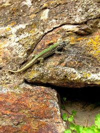 Close-up of lizard on rock