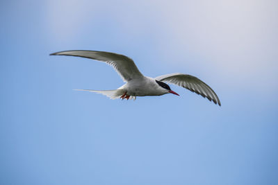 Low angle view of seagulls flying in sky