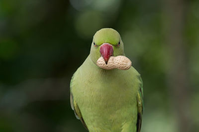 Close-up of parrot perching on leaf