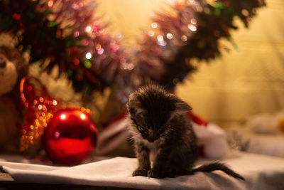 View of a cat on christmas tree