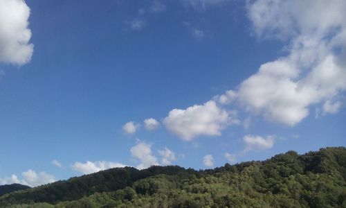 Low angle view of trees against blue sky
