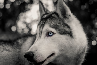 Portrait of siberian husky.siberian husky on nature in the autumn park on a background.