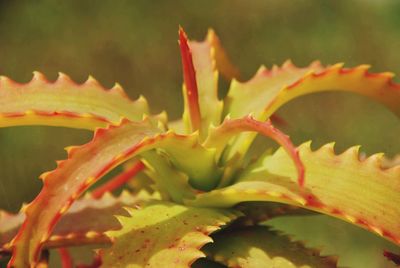 Close-up of succulent plant