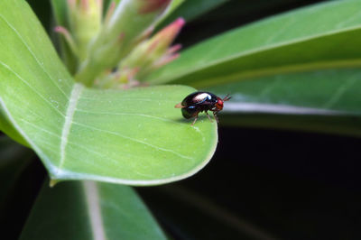 High angle view of insect on leaf