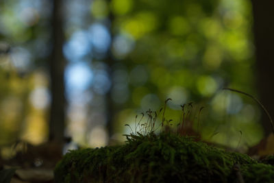 Close-up of fresh green plant