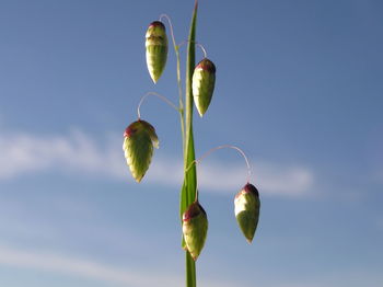 Low angle view of plants against blue sky