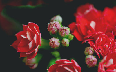 Close-up of pink rose flowers