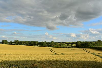 Scenic view of agricultural field against sky