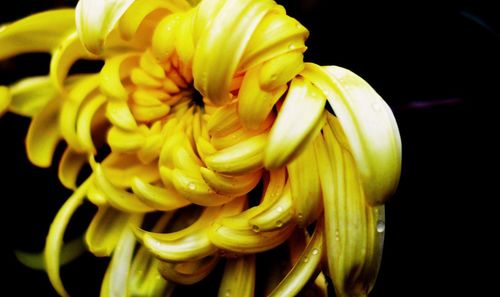 Close-up of flower over black background