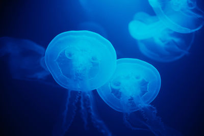 Jellyfish swims under water in aquarium