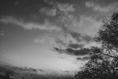 Low angle view of tree against sky
