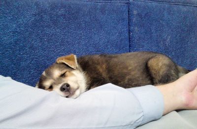 Close-up portrait of dog relaxing on man