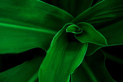 Full frame shot of green leaf