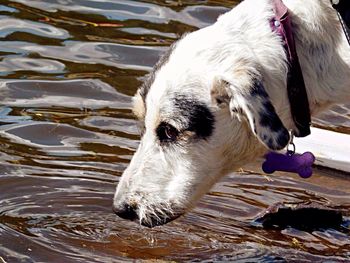 Side view of dog drinking from lake