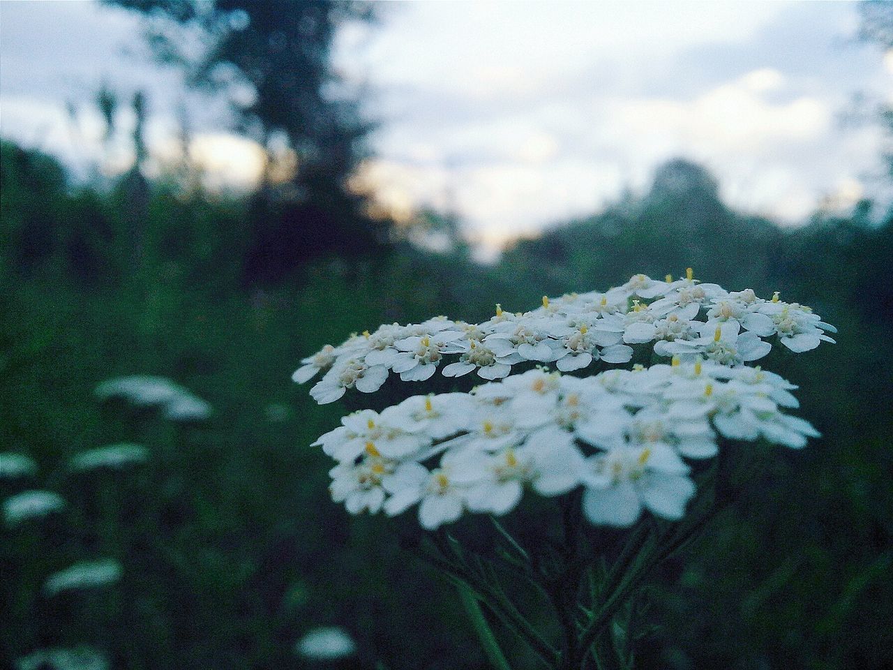 flower, white color, fragility, freshness, growth, petal, beauty in nature, nature, flower head, focus on foreground, close-up, blooming, plant, white, in bloom, blossom, sky, outdoors, day, no people