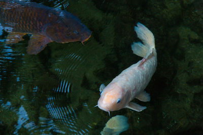 High angle view of fish swimming in sea