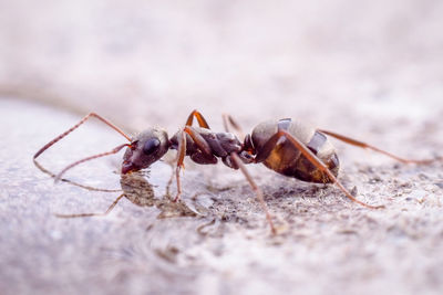 Close-up of ant