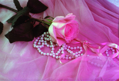 Close-up of pink roses