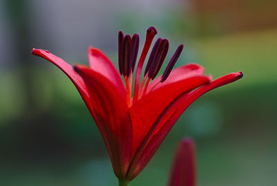 Close-up of red flower