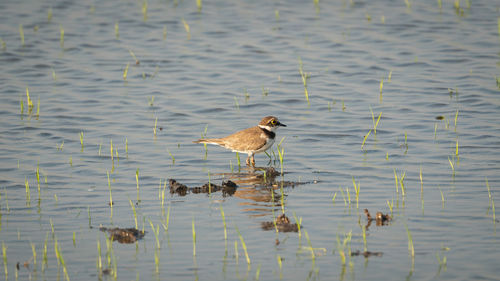 Birds swimming in lake