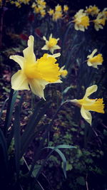 Close-up of yellow flowers blooming outdoors