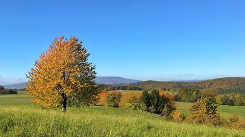 Trees on field against clear blue sky