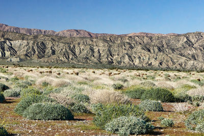 Scenic view of landscape against clear sky