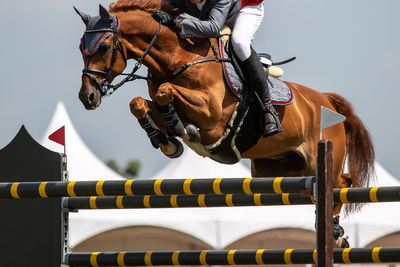 Man riding horse cart against sky