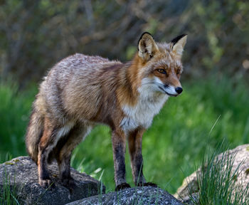 Fox standing on rocks