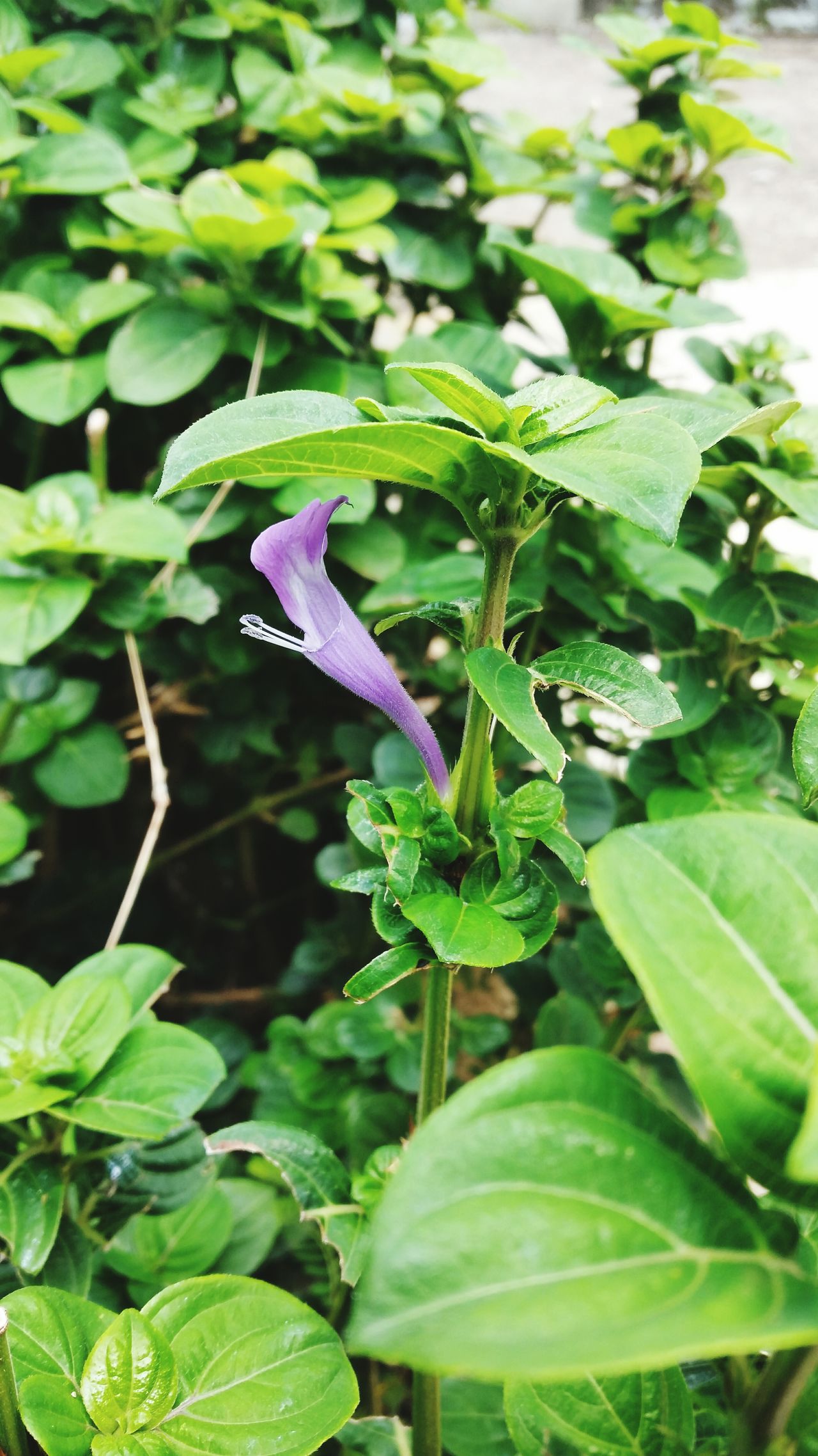 Lonely purple flower