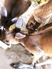 High angle view of kangaroos eating food on sand
