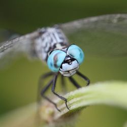 Close-up of dragonfly