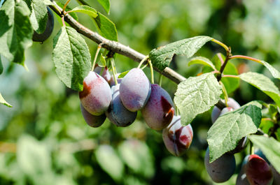 Close-up of berries growing on tree