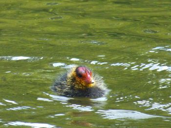 Duck swimming in lake