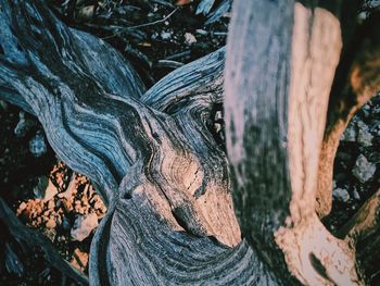 Close-up of tree trunk